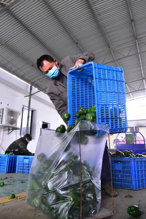 道德模范丨張繼東 誠實守信的良心菜農